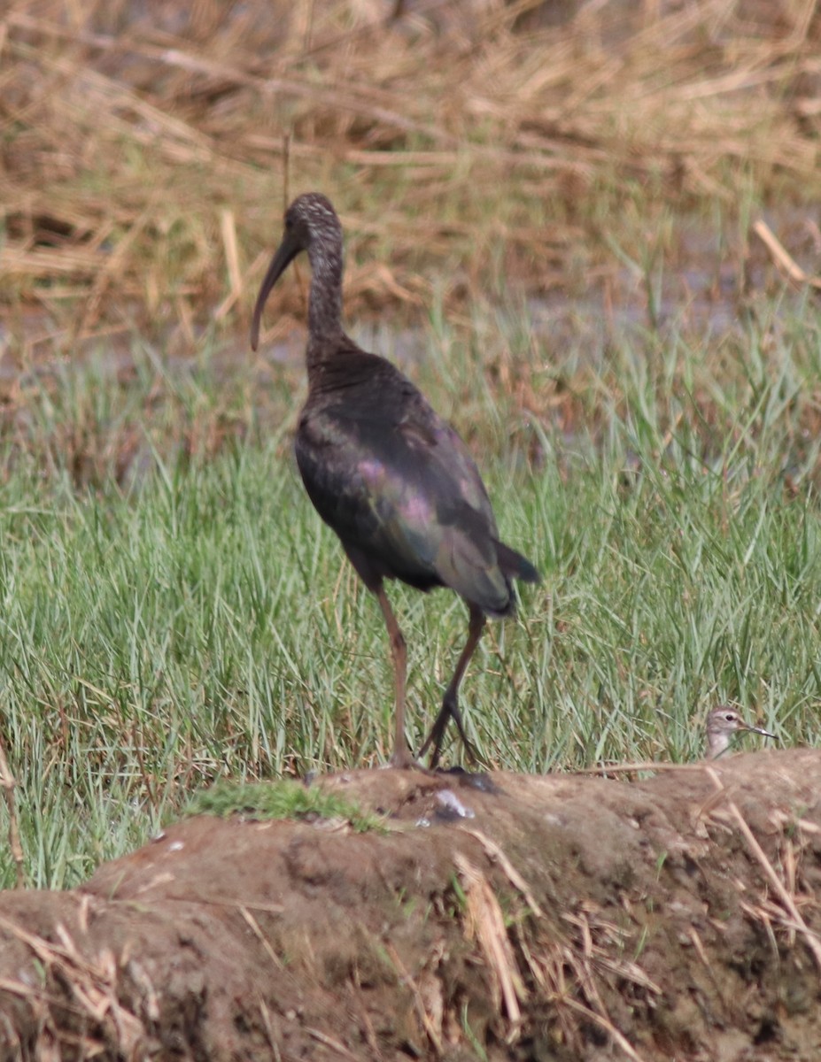 ibis hnědý - ML621122691