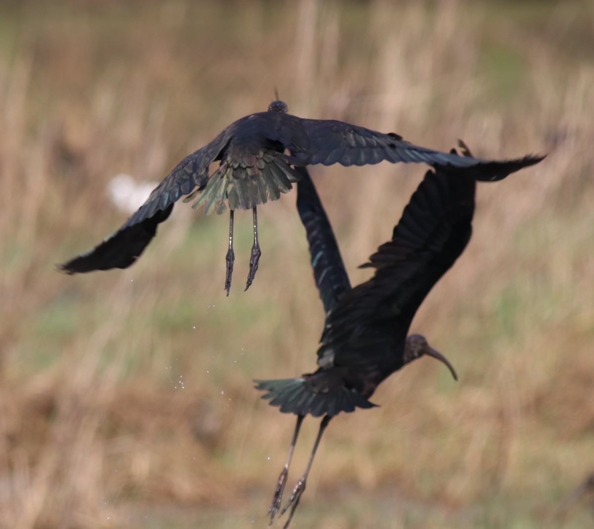 ibis hnědý - ML621122692