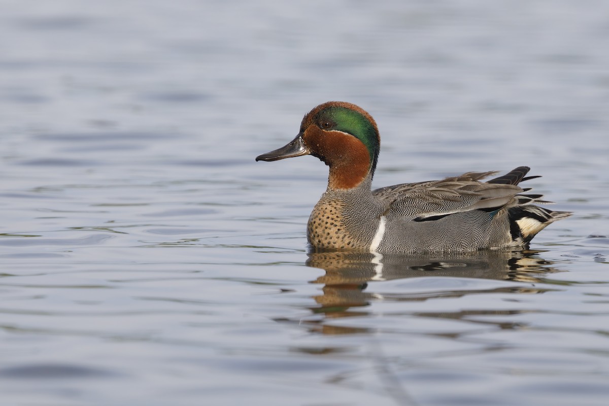 Green-winged Teal - ML621122723