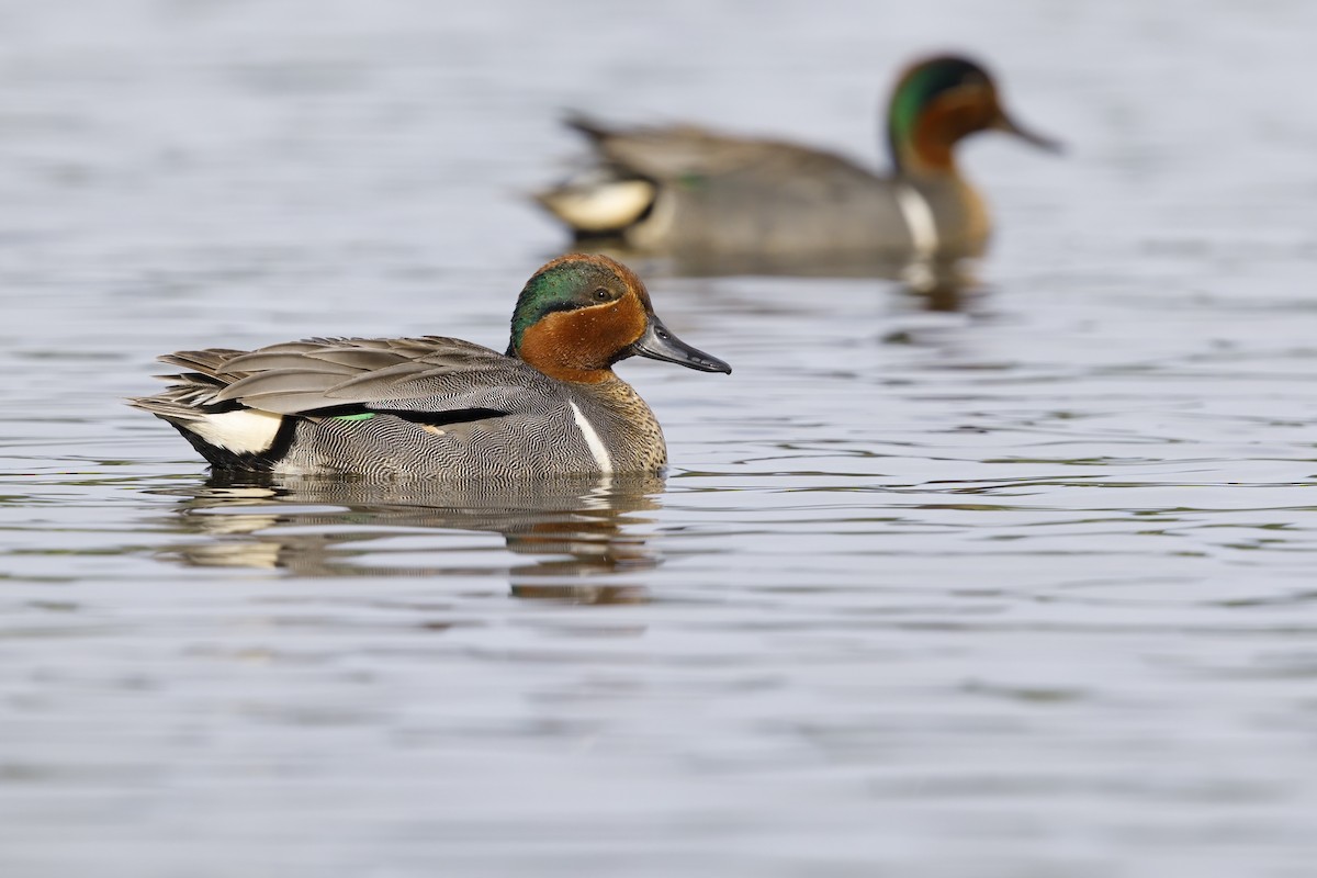 Green-winged Teal - ML621122724