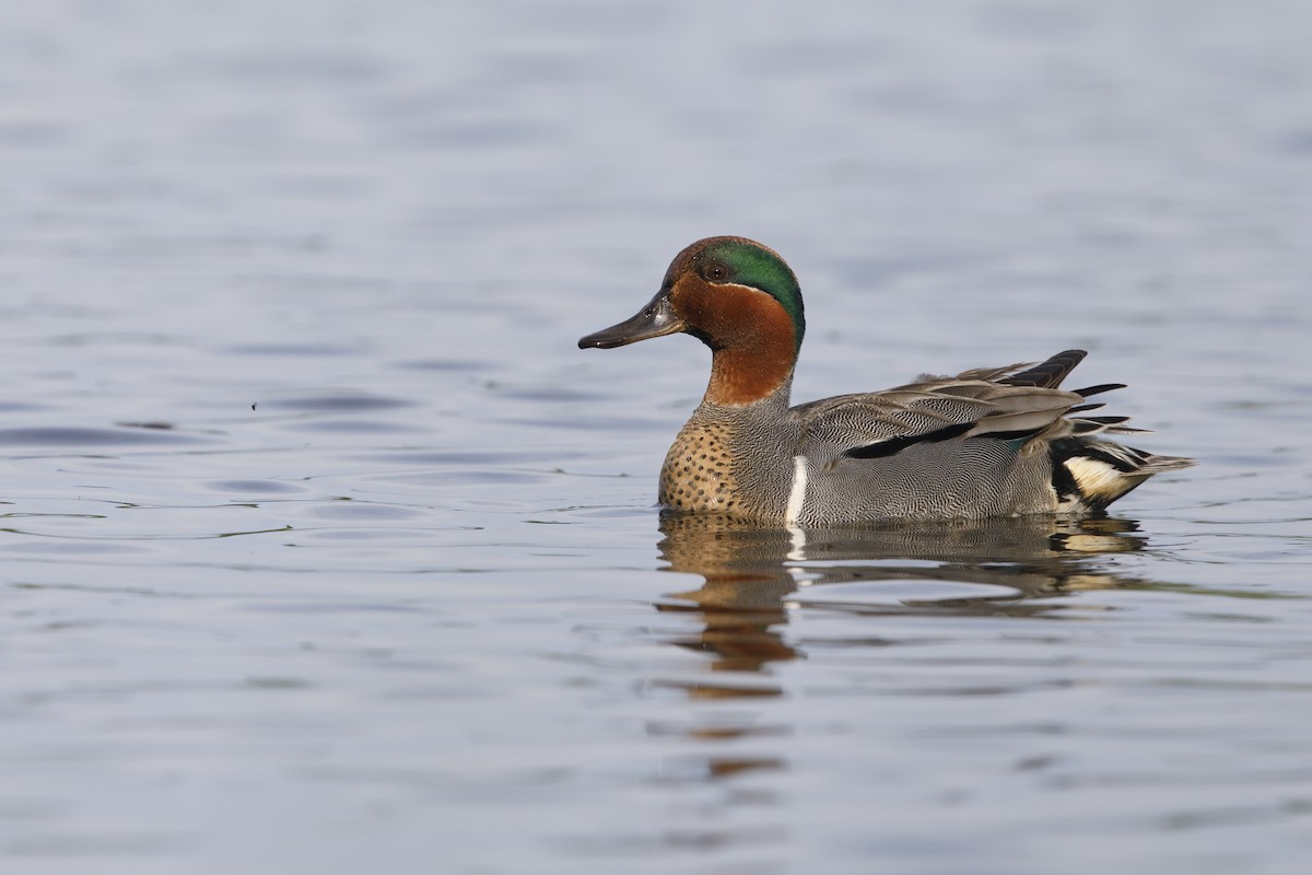 Green-winged Teal - ML621122725