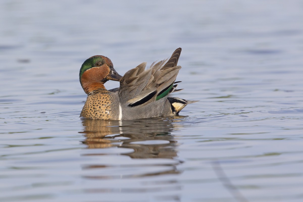 Green-winged Teal - ML621122726