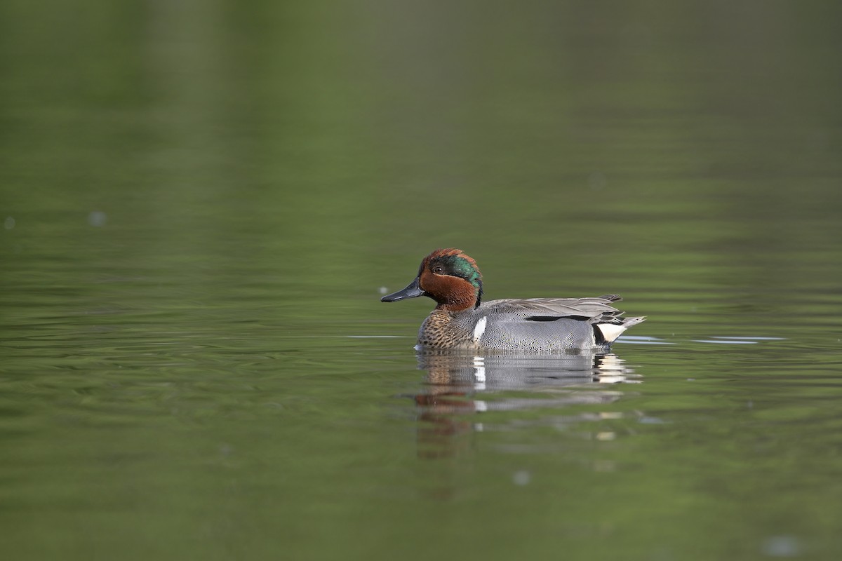 Green-winged Teal - ML621122727