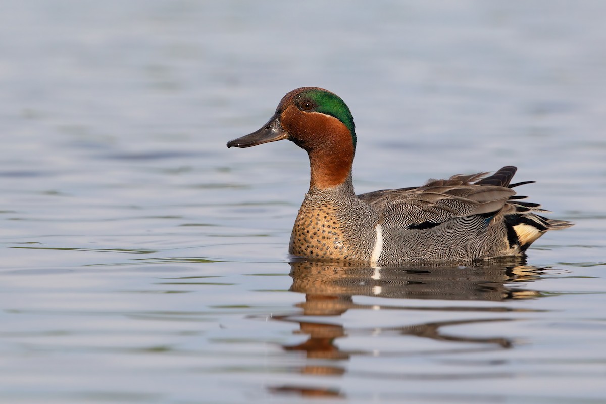Green-winged Teal - ML621122729