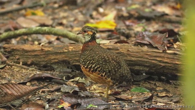 Chestnut-necklaced Partridge - ML621122732