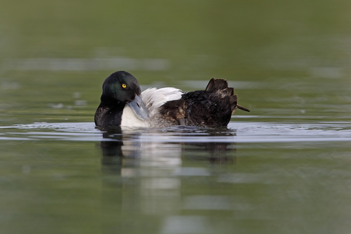 Greater Scaup - ML621122739