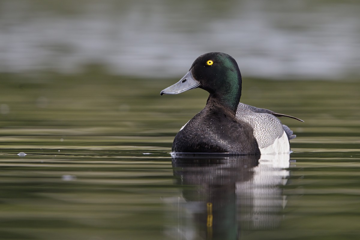 Greater Scaup - ML621122740