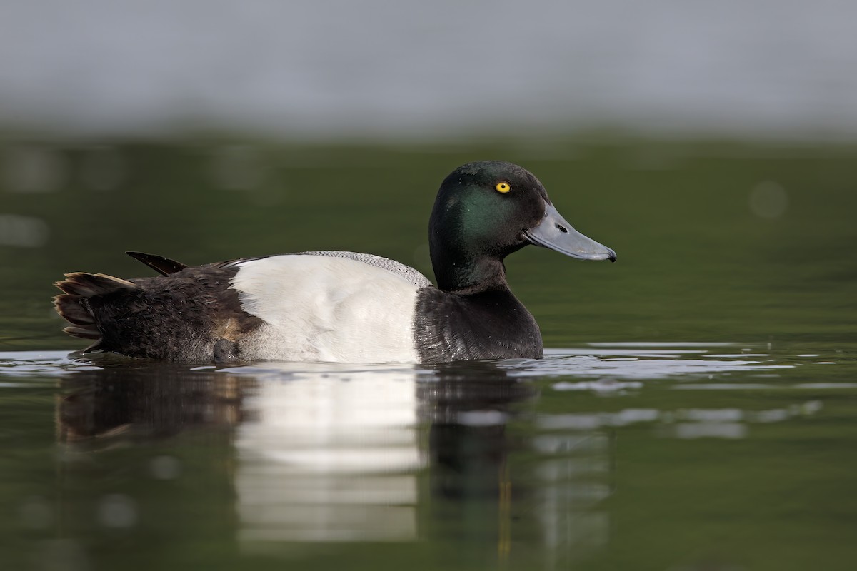 Greater Scaup - ML621122741