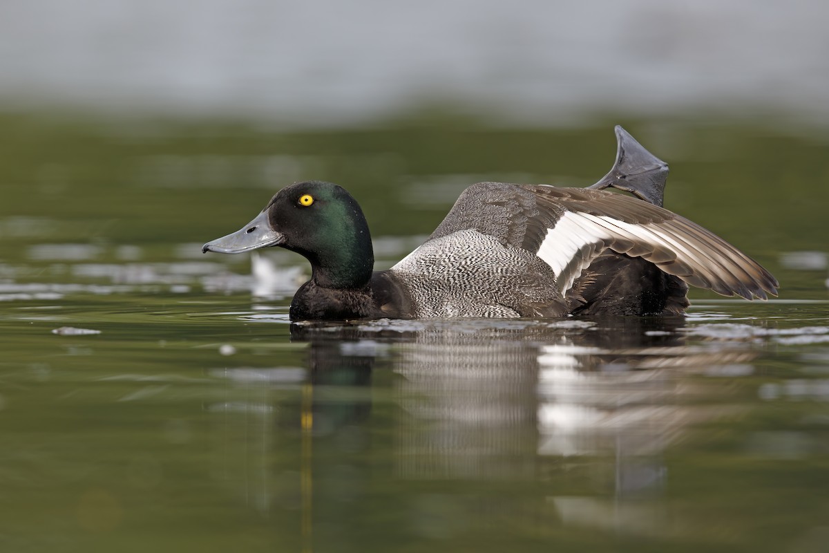 Greater Scaup - ML621122742