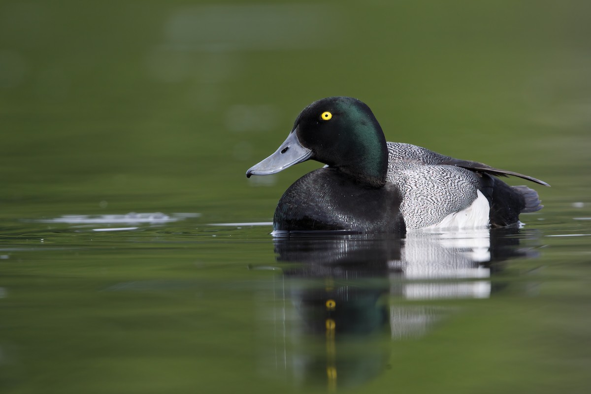 Greater Scaup - ML621122743