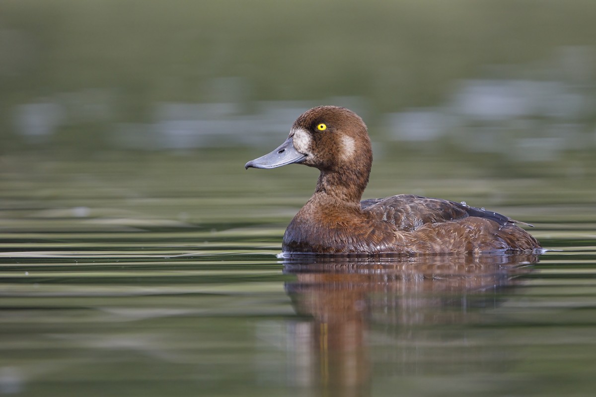 Greater Scaup - ML621122744