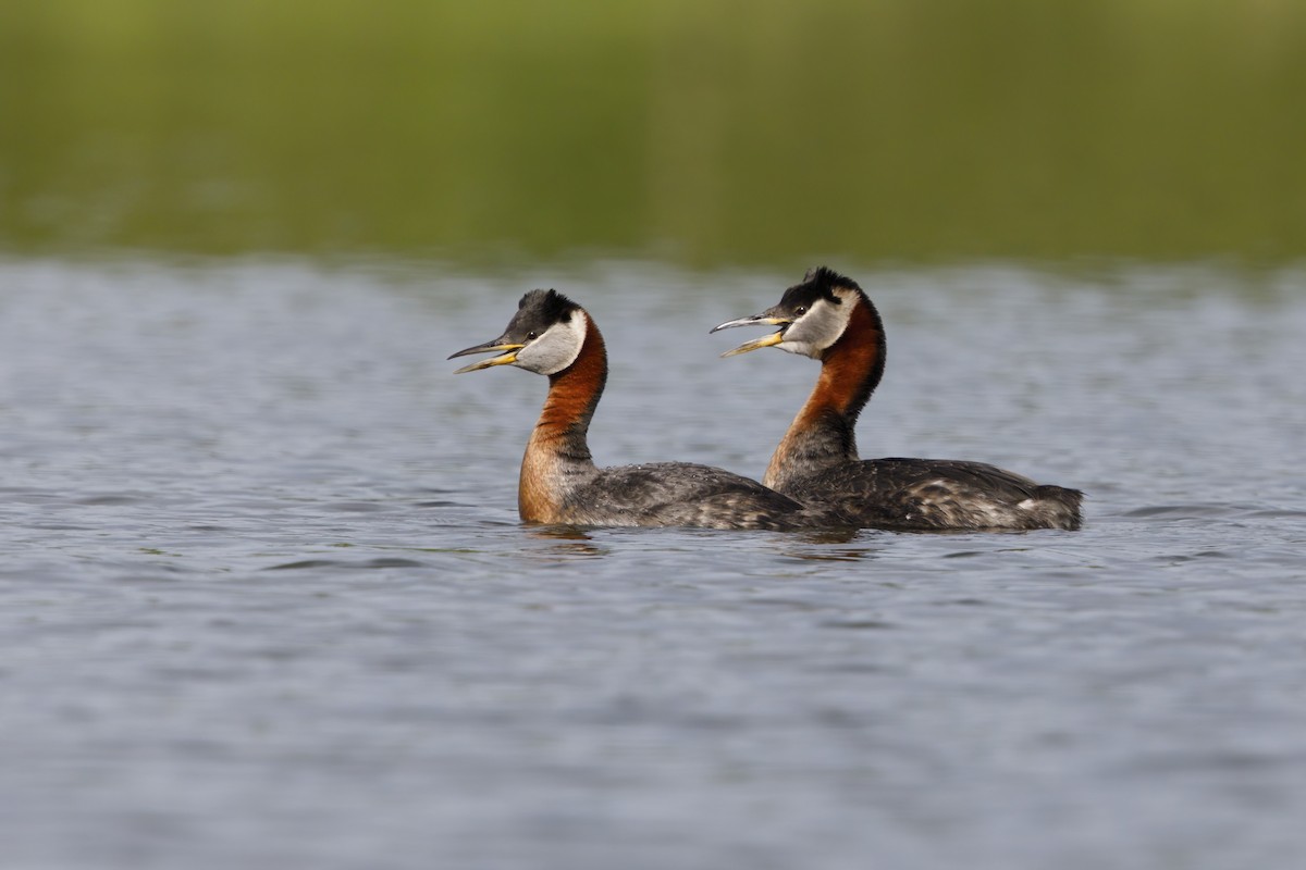 Red-necked Grebe - ML621122753