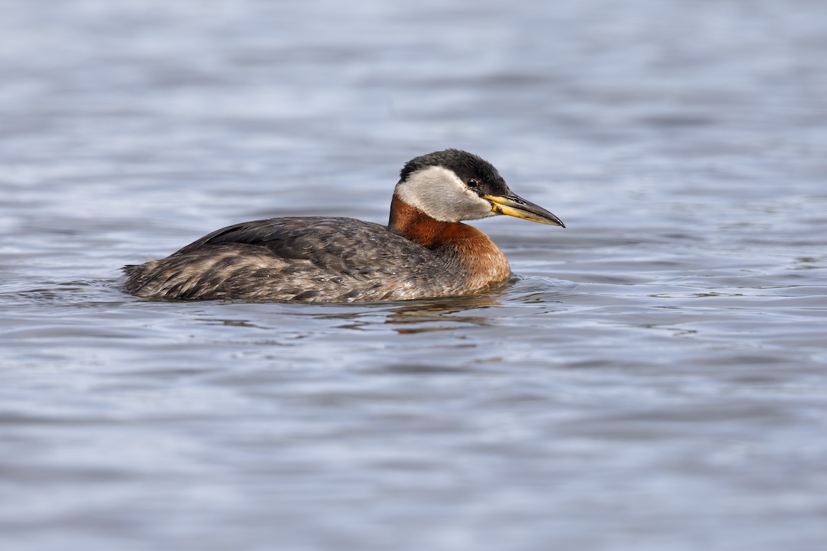 Red-necked Grebe - ML621122754