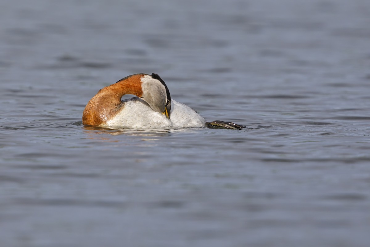 Red-necked Grebe - ML621122756