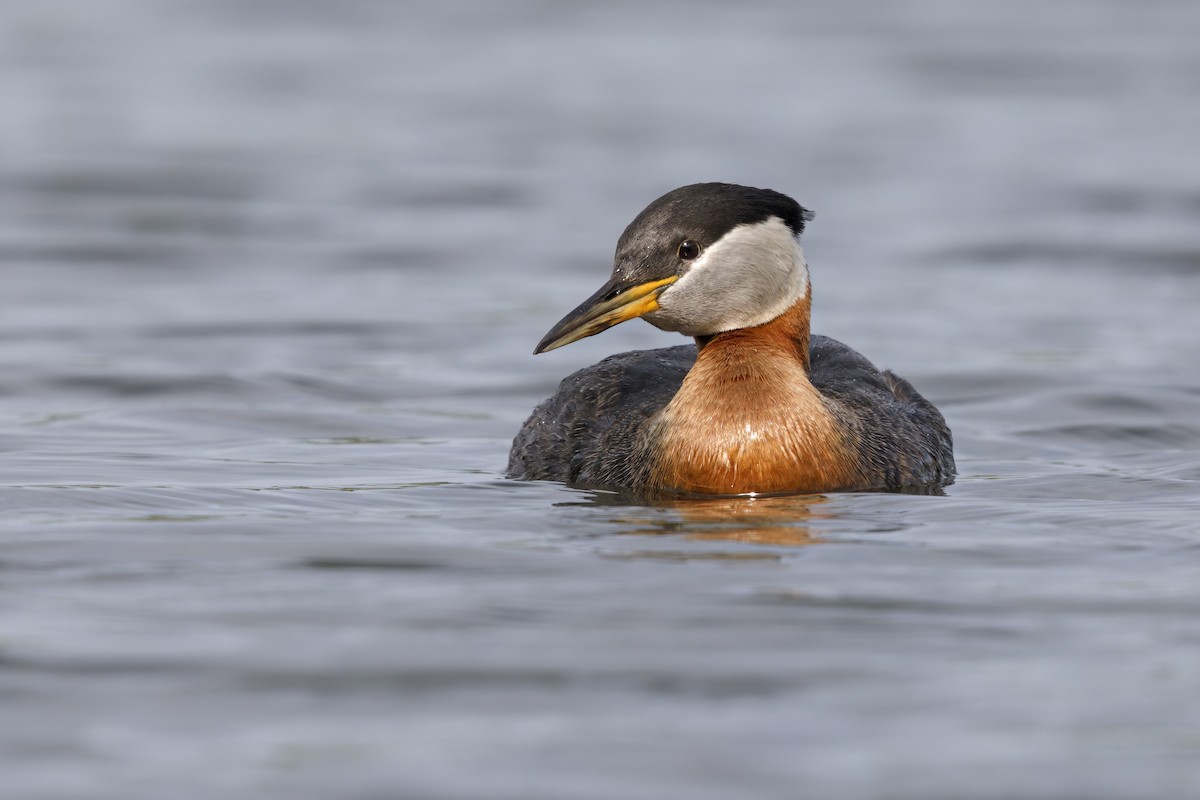 Red-necked Grebe - ML621122757