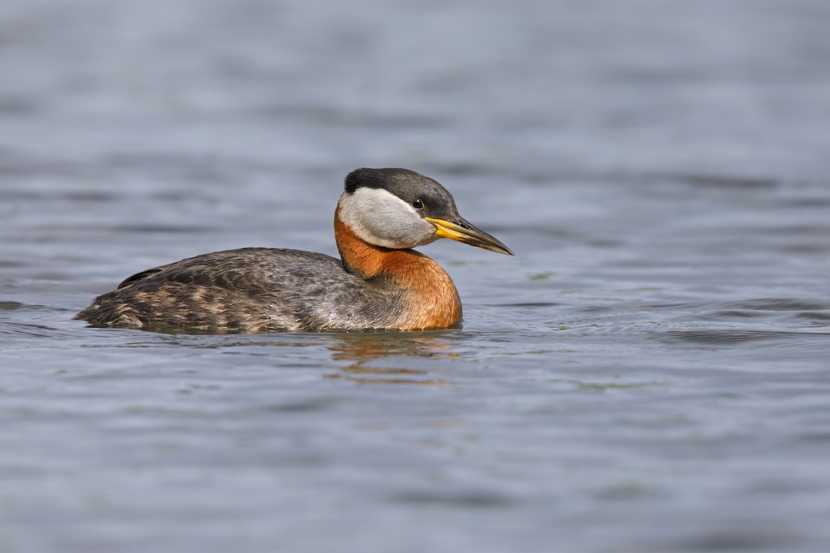 Red-necked Grebe - ML621122758