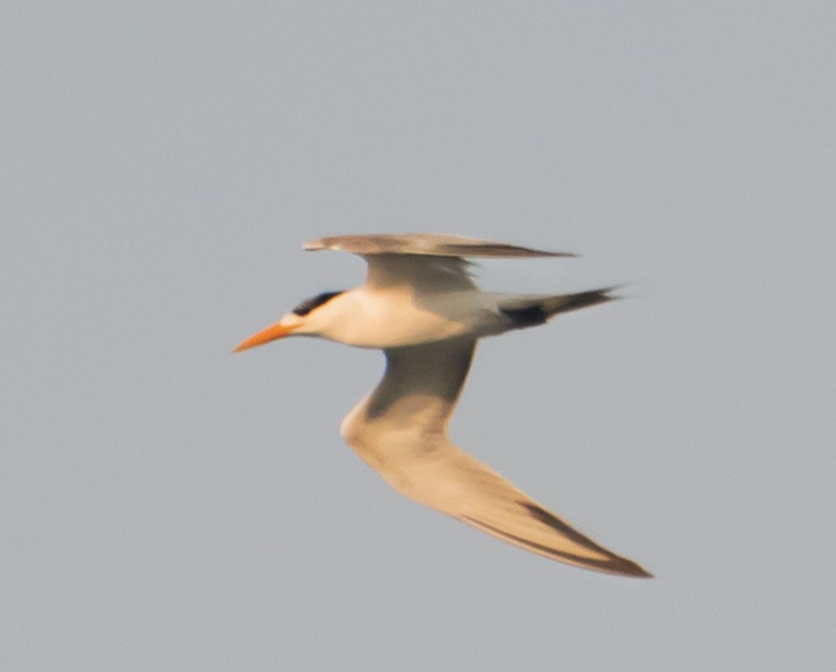 Lesser Crested Tern - ML621122759
