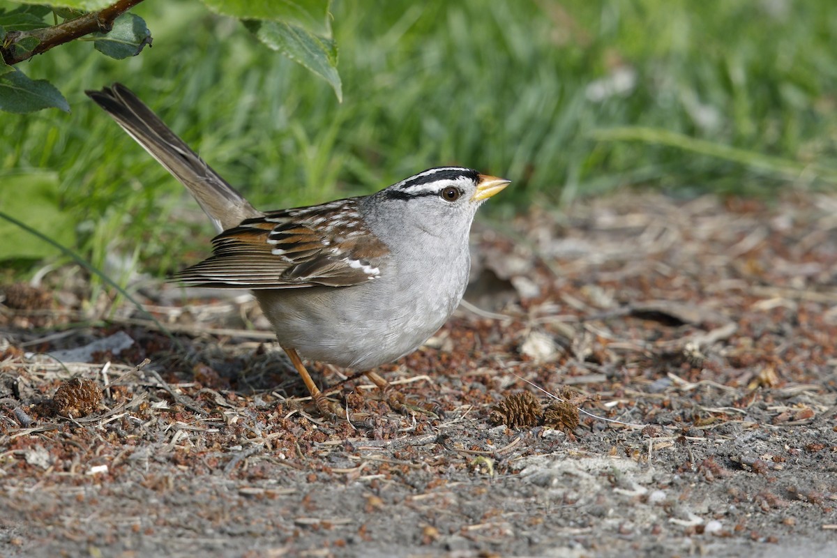 White-crowned Sparrow - ML621122765