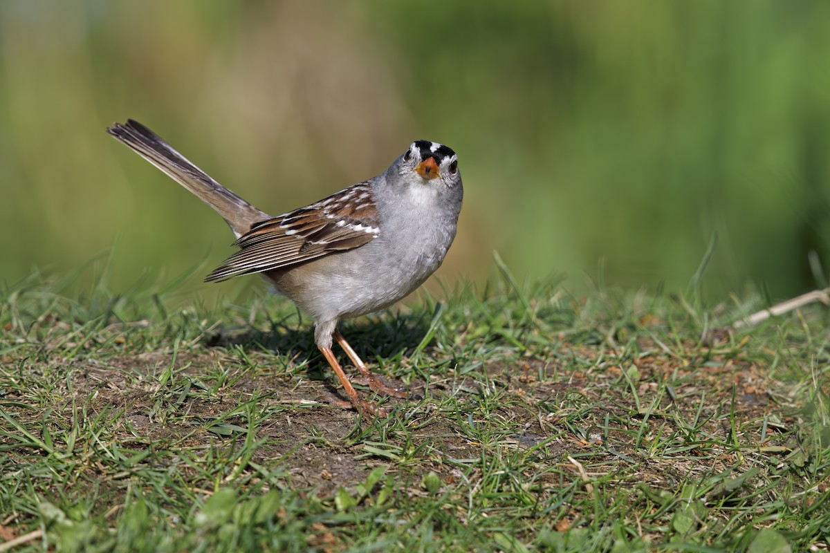 White-crowned Sparrow - Marco Valentini