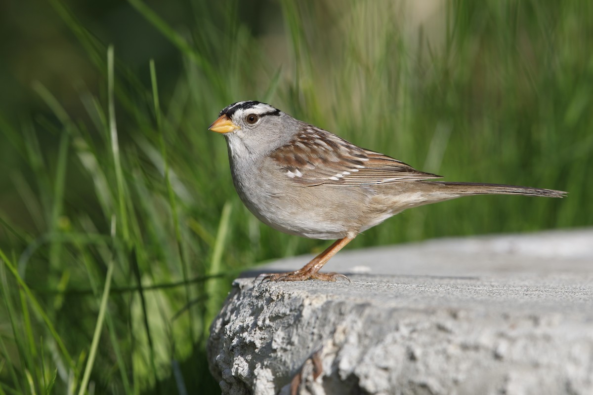 White-crowned Sparrow - ML621122767