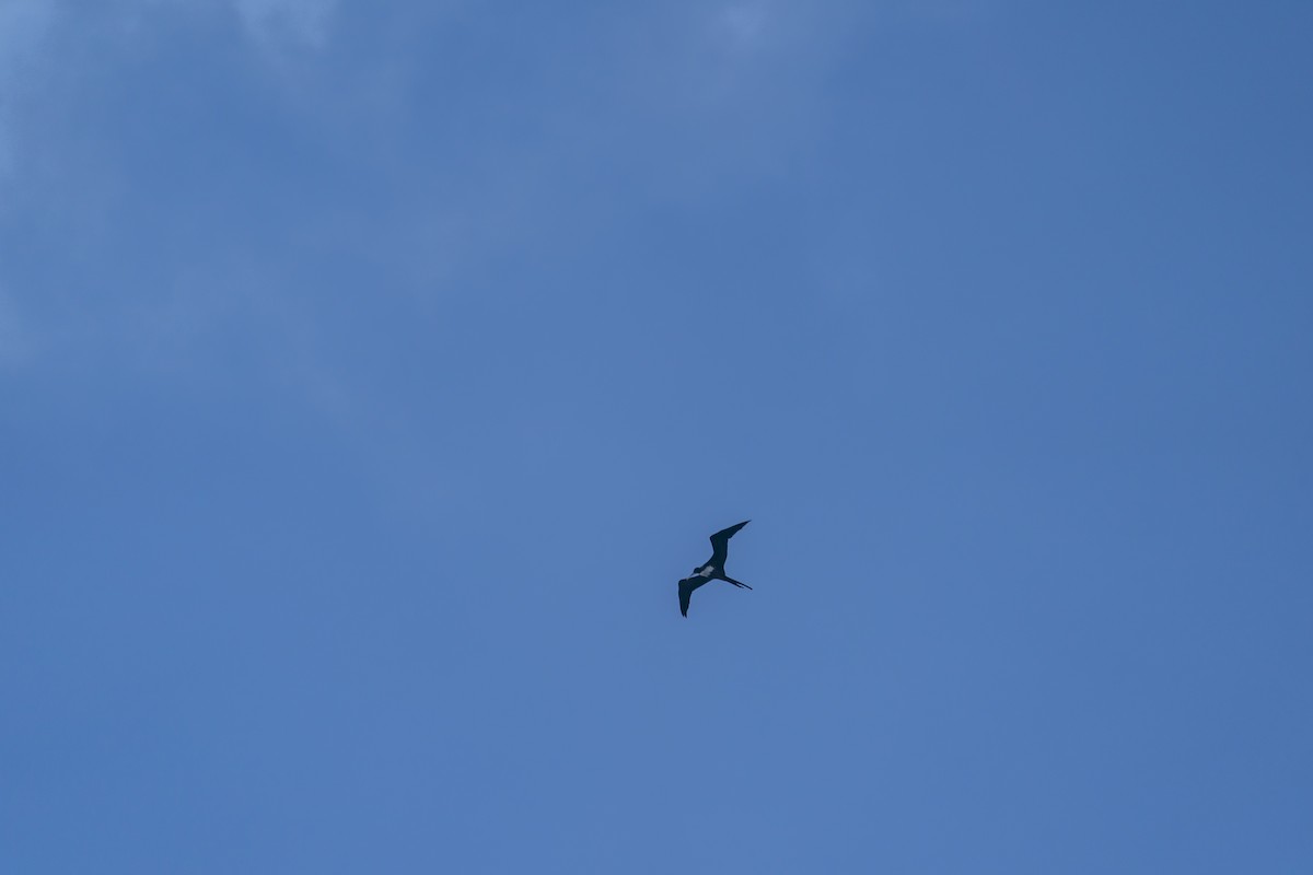 Great Frigatebird - ML621122770
