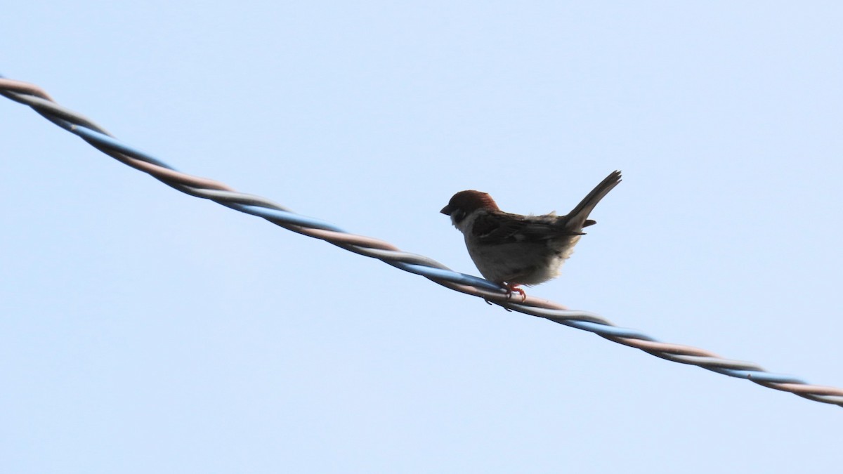 Eurasian Tree Sparrow - ML621122783
