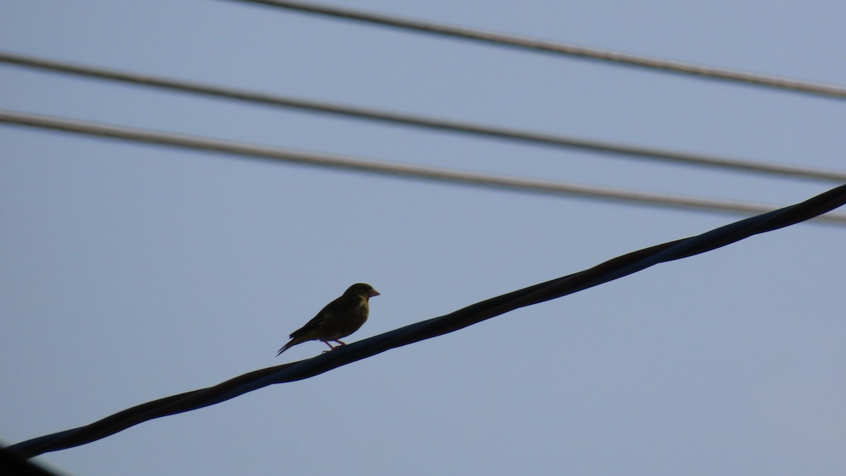 Eurasian Tree Sparrow - ML621122784