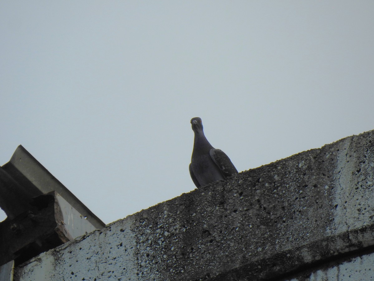 Rock Pigeon (Feral Pigeon) - ML621122792