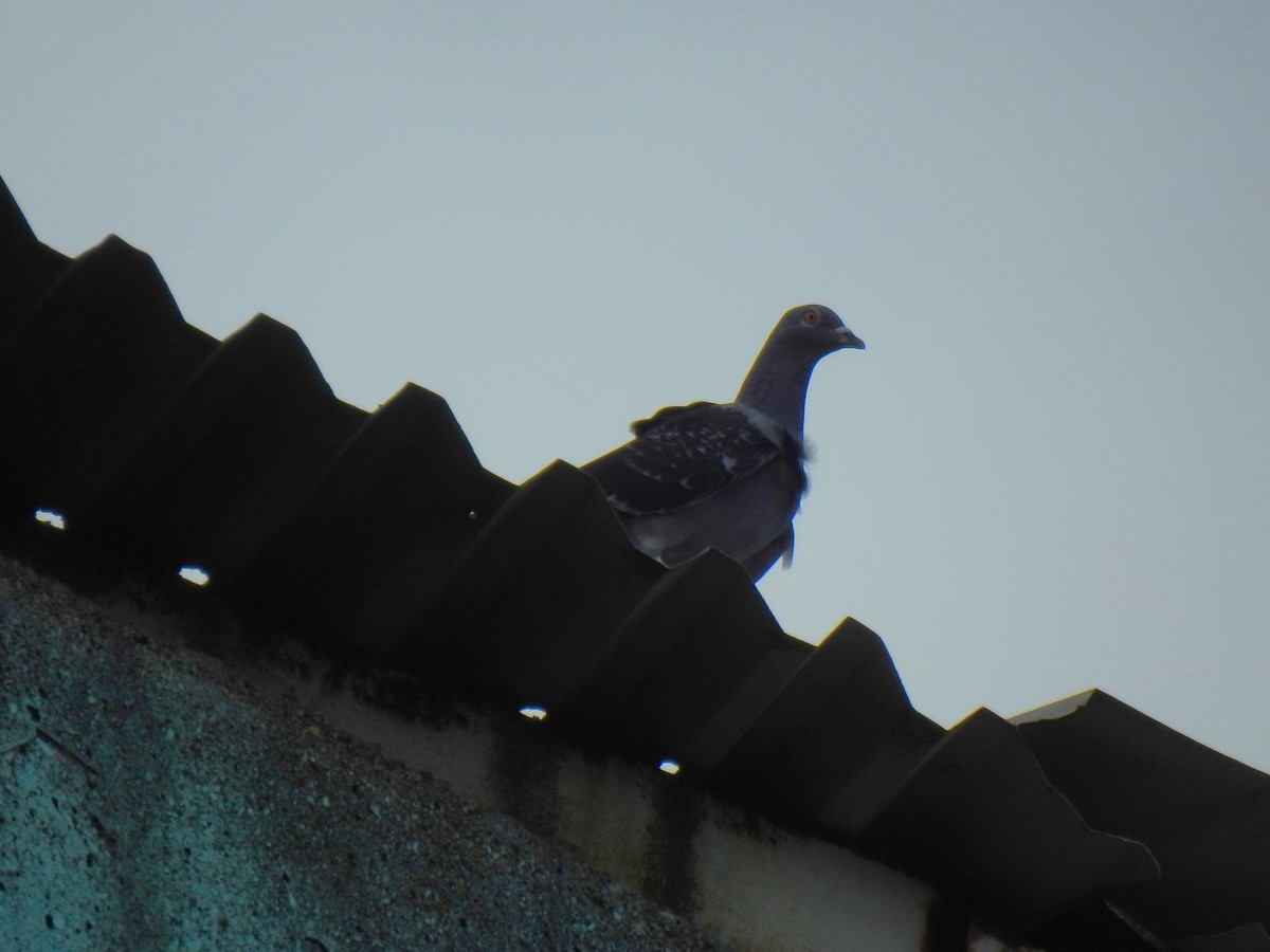 Rock Pigeon (Feral Pigeon) - ML621122793