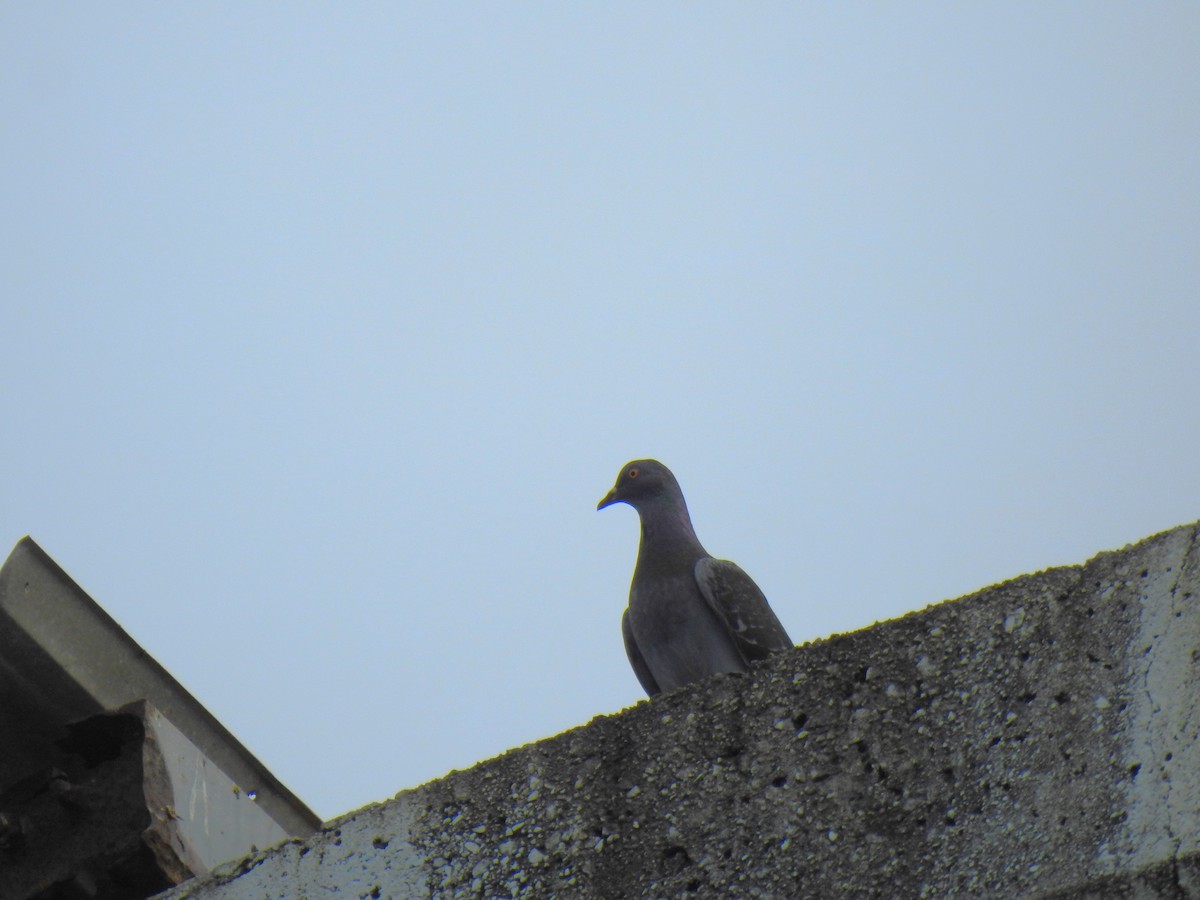 Rock Pigeon (Feral Pigeon) - ML621122794