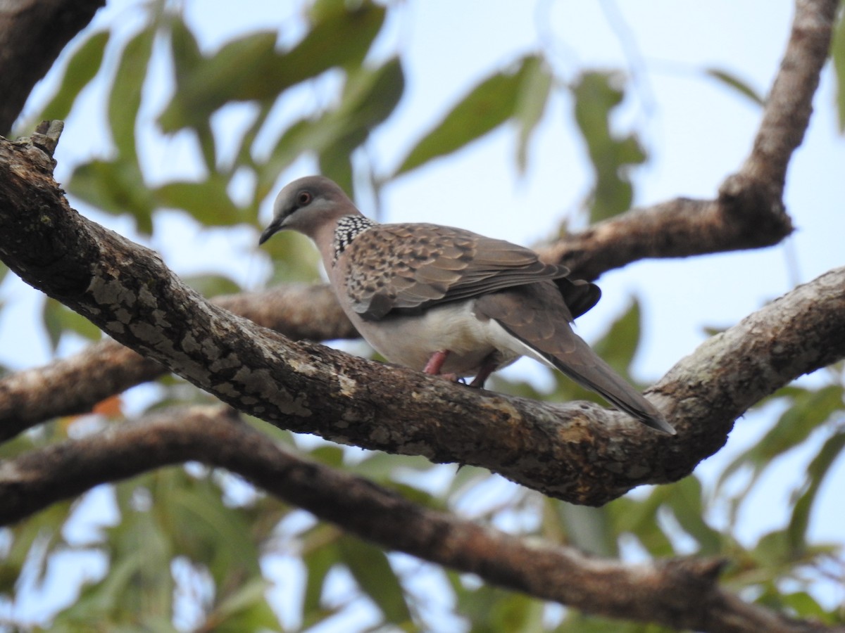 Spotted Dove - ML621122796