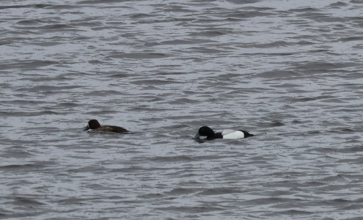 Greater Scaup - ML621122865