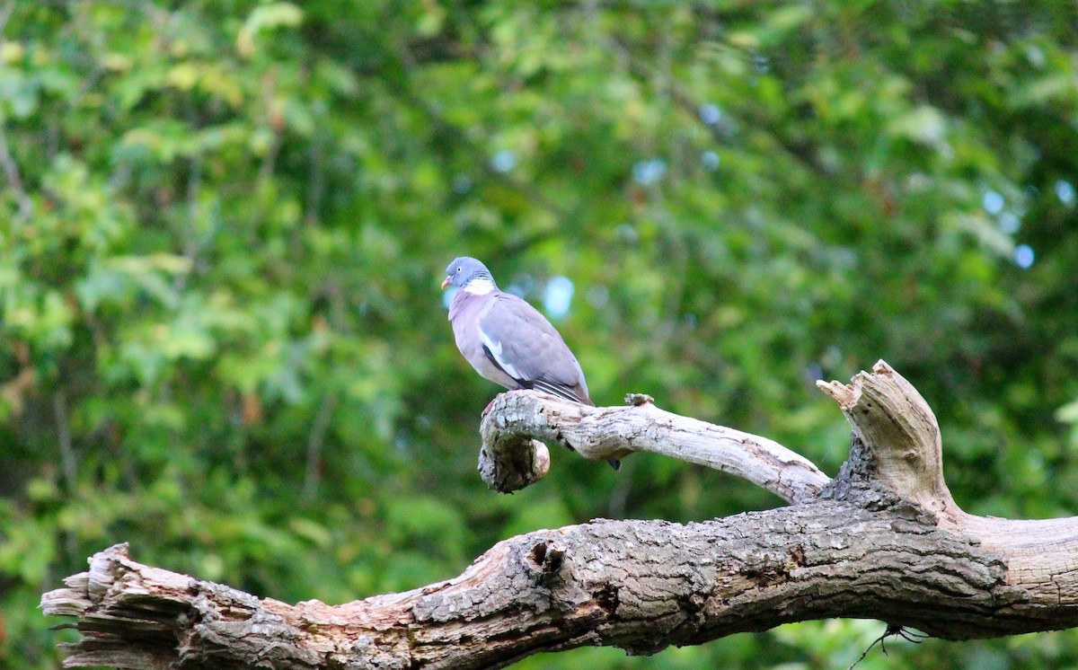 Common Wood-Pigeon - ML621122888