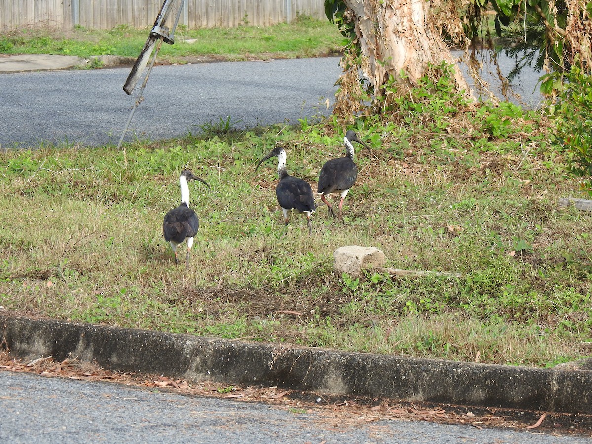 ibis slámokrký - ML621122892