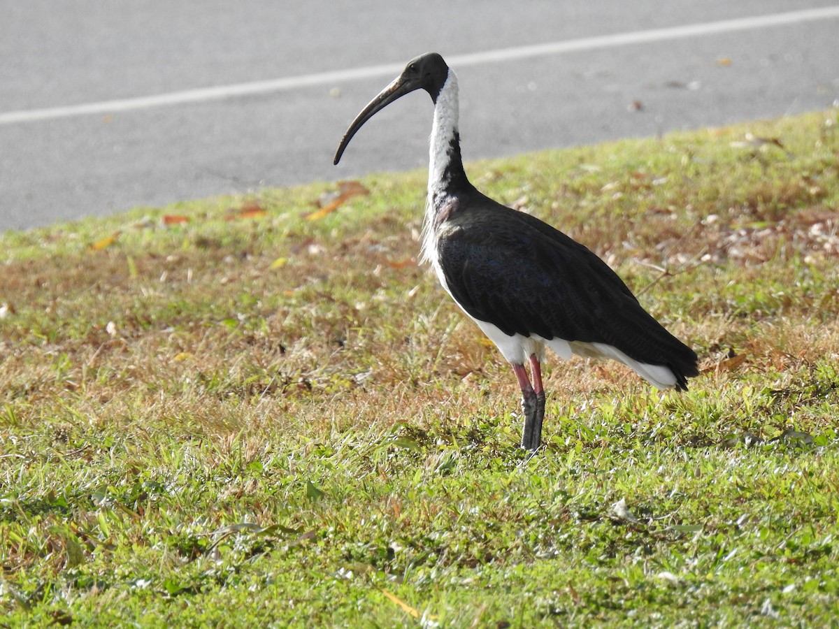 ibis slámokrký - ML621122893