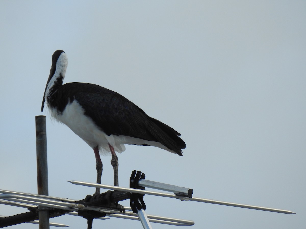 ibis slámokrký - ML621122896