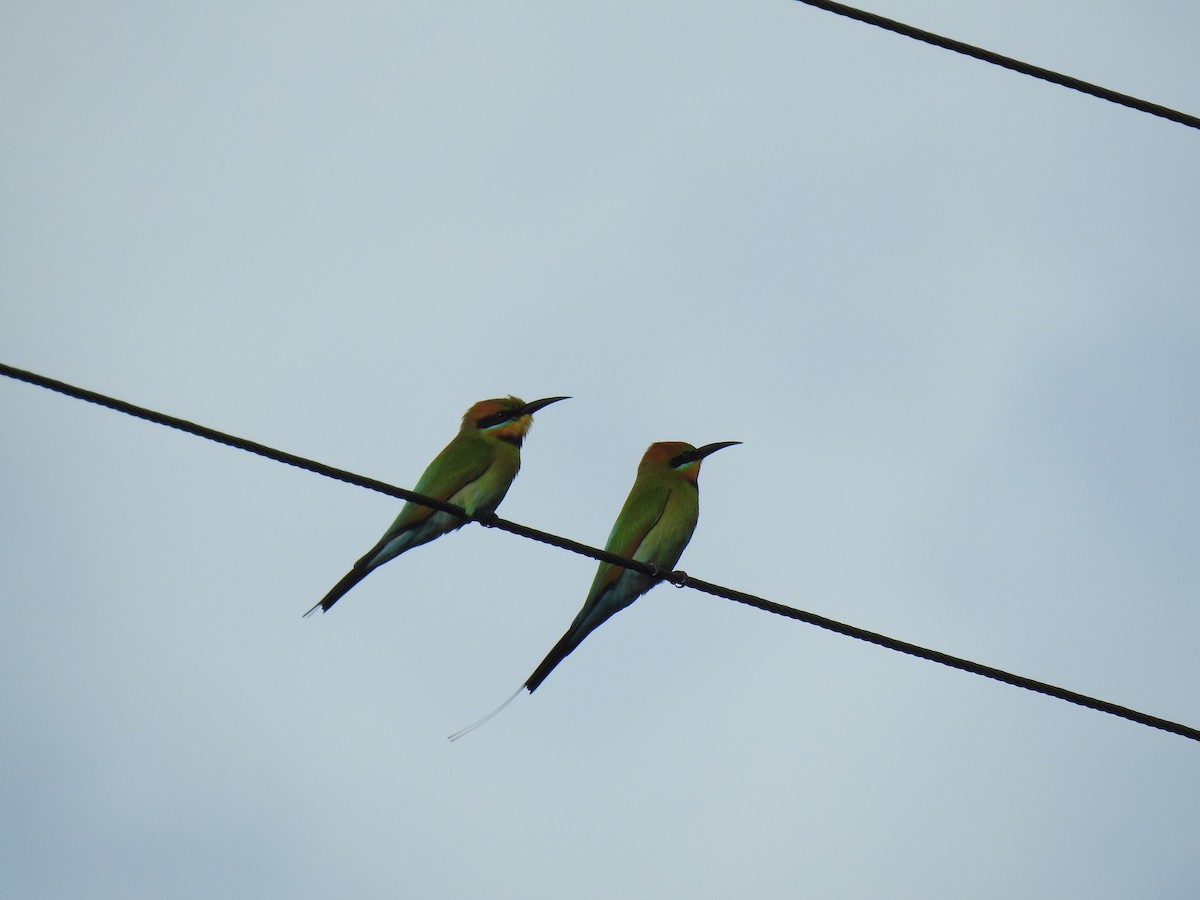 Rainbow Bee-eater - ML621122905