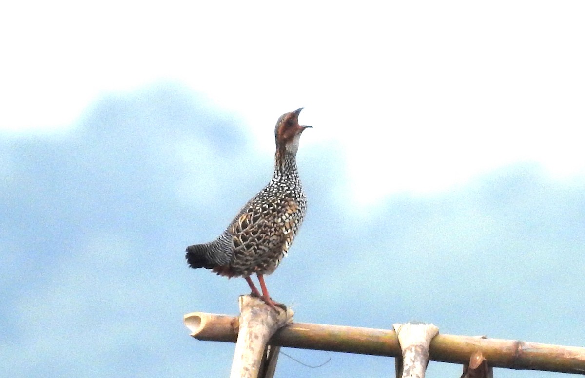 Painted Francolin - ML621122907