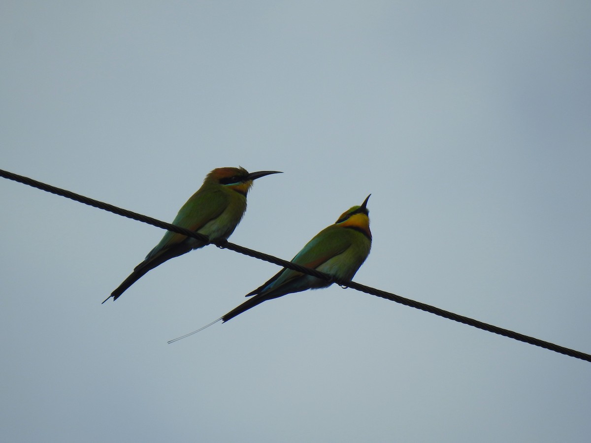 Rainbow Bee-eater - ML621122908