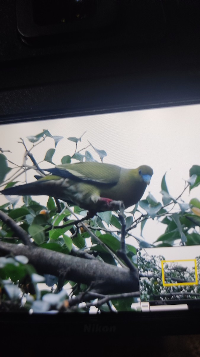 Pin-tailed Green-Pigeon - ML621122909