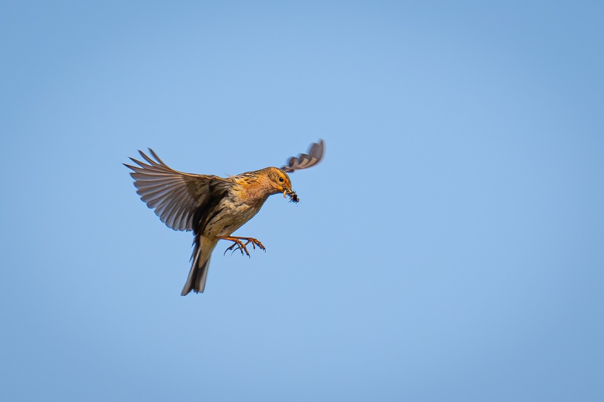 Red-throated Pipit - ML621122913
