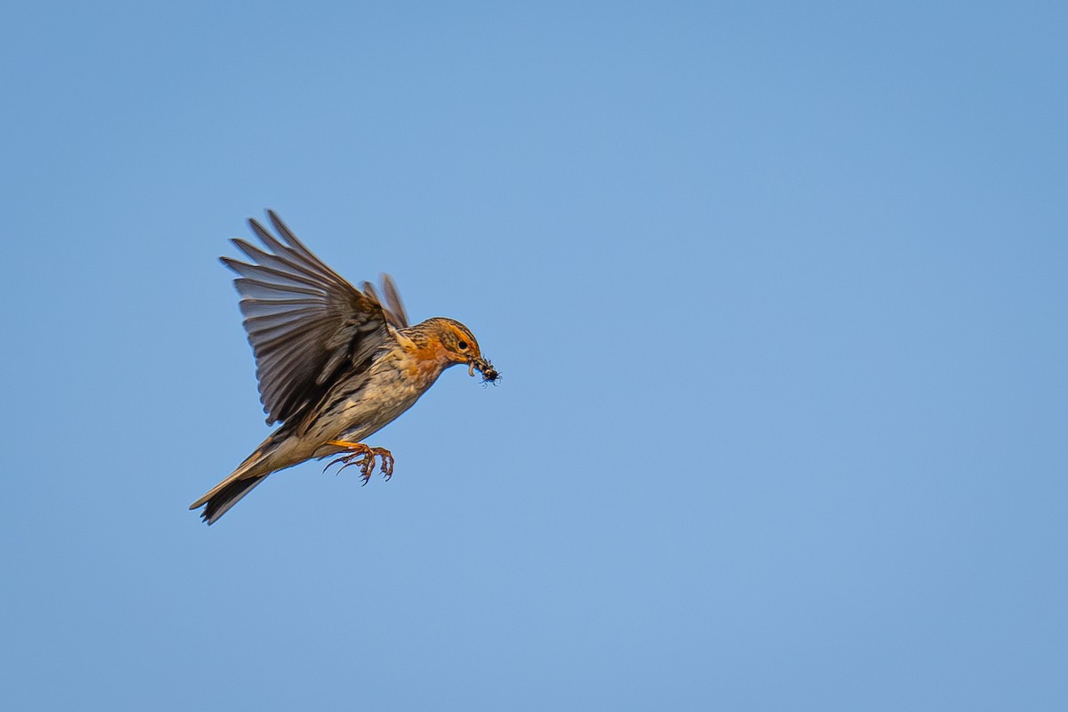 Red-throated Pipit - ML621122914