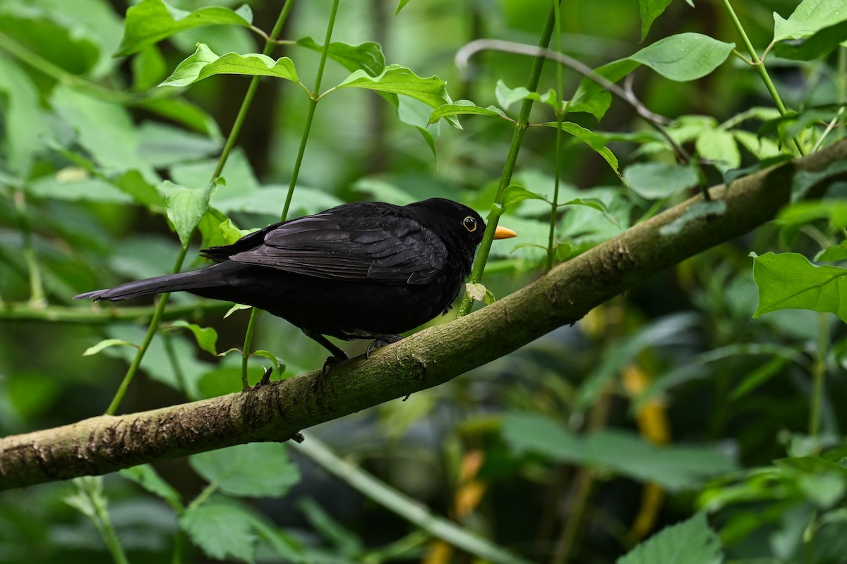 Eurasian Blackbird - ML621122959