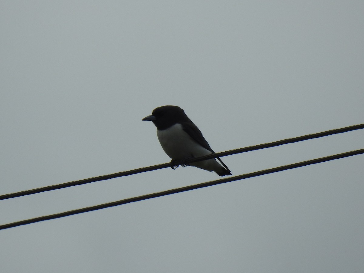 White-breasted Woodswallow - ML621122970
