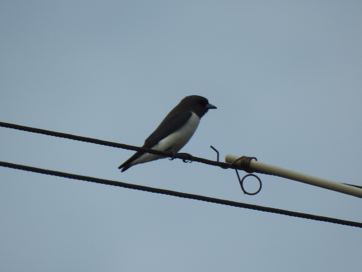 White-breasted Woodswallow - ML621122972