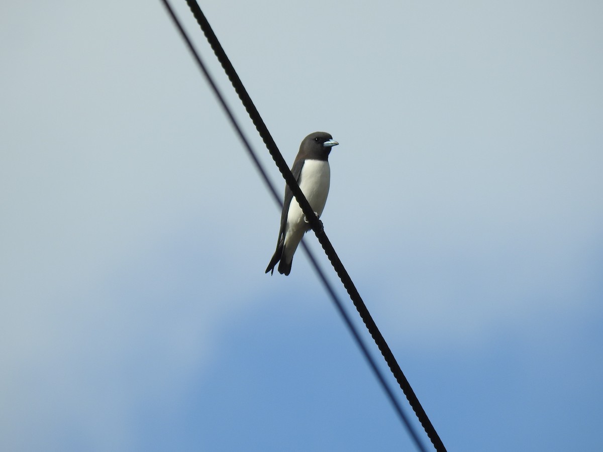 White-breasted Woodswallow - ML621122974