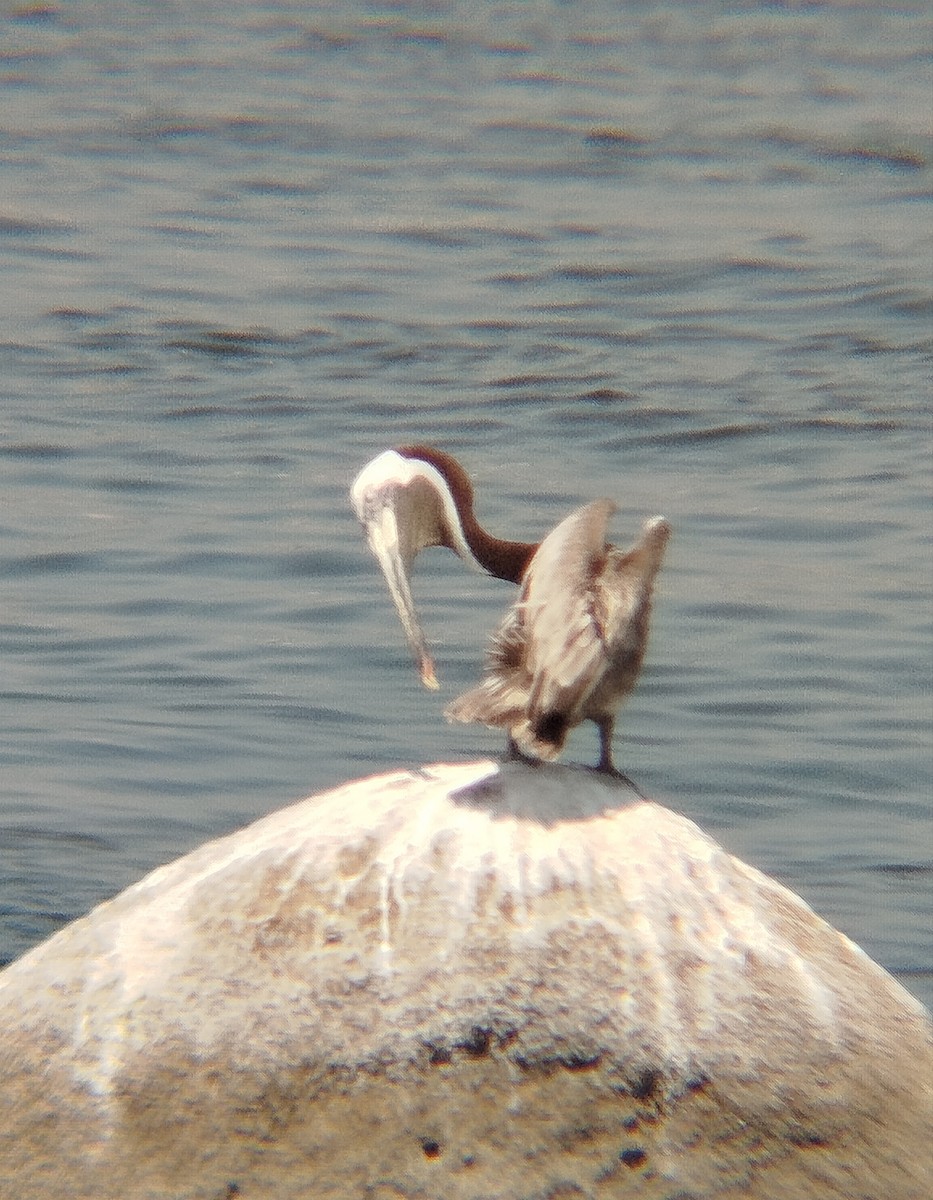 pelikán hnědý - ML621122975