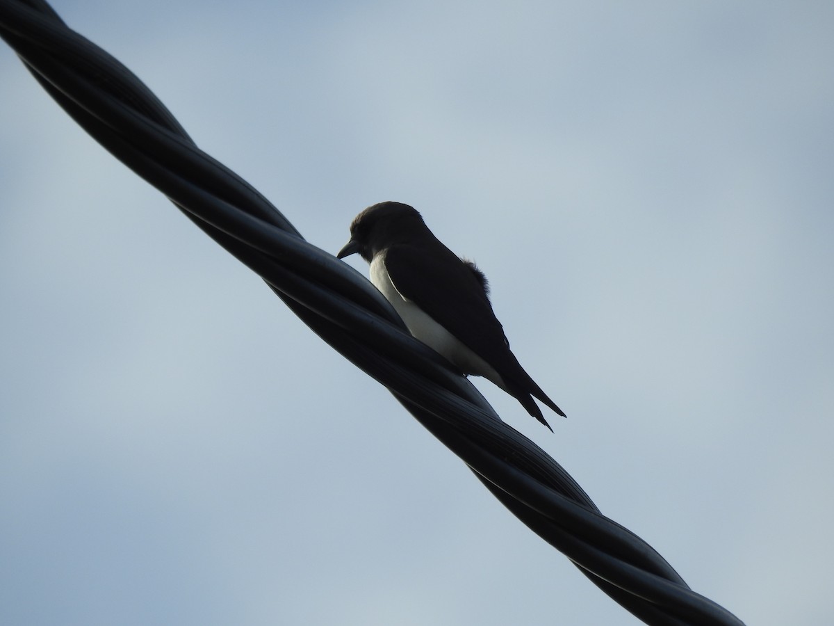 White-breasted Woodswallow - ML621122976