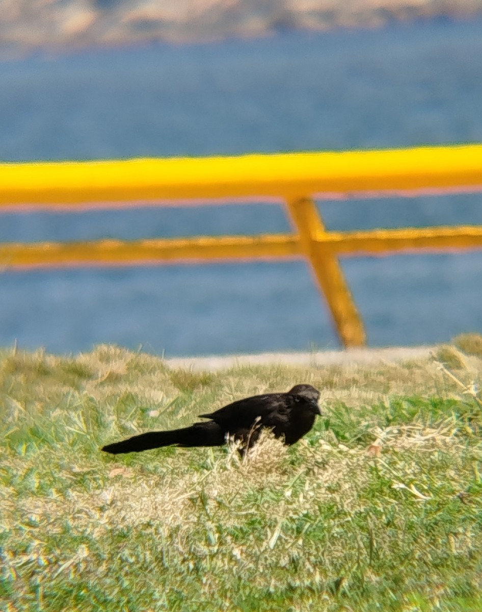 Great-tailed Grackle - ML621122977