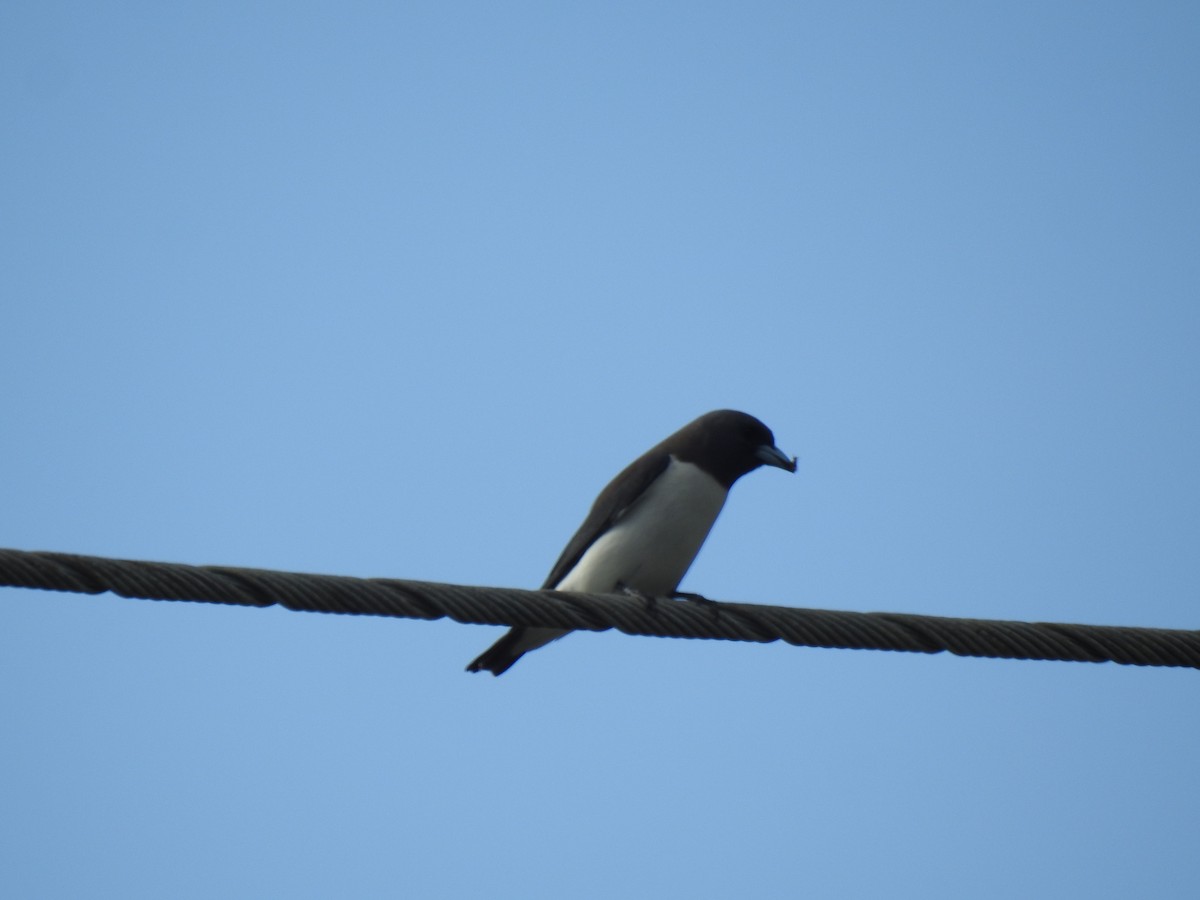 White-breasted Woodswallow - ML621122978